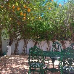 Überall wachsen Orangen