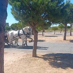 Willkommen im Andalusien, Pferdegespann am Stellplatz