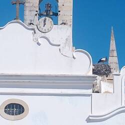 Am Stadttor wohnen Störche
