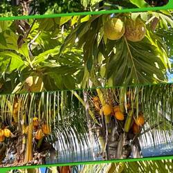 Various types of coconuts that locals say taste different from one another
