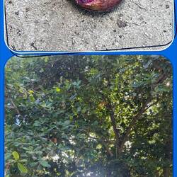 Terminalia Catappa - tree and fruit