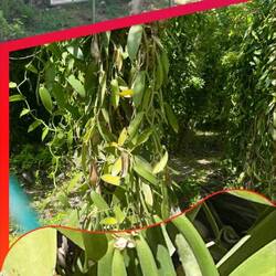 Looks like green beans but it is vanilla