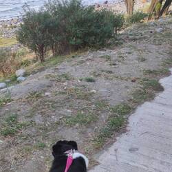 Sie zieht heftig an der Leine