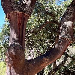 Cork oak (chêne liège)