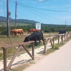 Von wegen immer Strand. Rinder im Dorf unterwegs