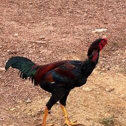 Rooster at parking space / Parkplatzgockel