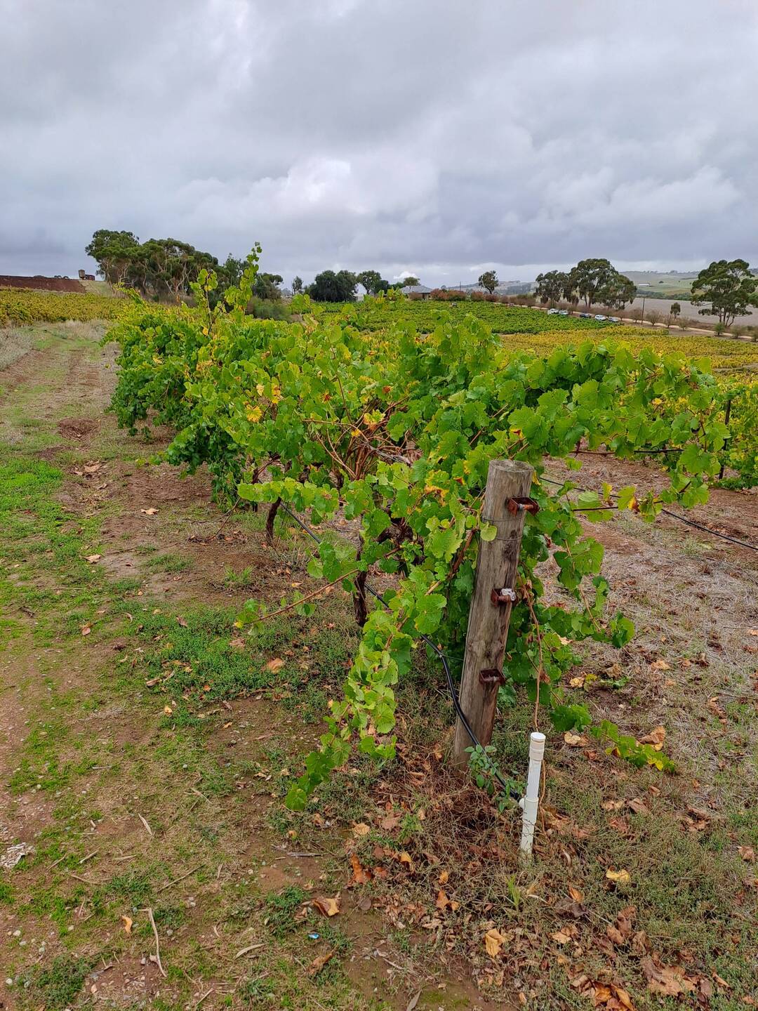 Crabtree vineyard