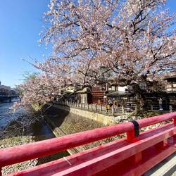 Sakura