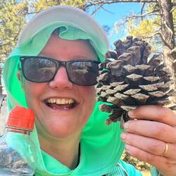 Massive pine cones