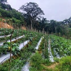 Plantations de légumes, tout pousse ici