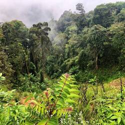 Entre nuages et forêt