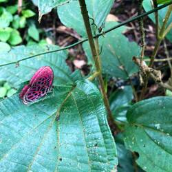 Papillon incroyable (et vraiment pas timide)