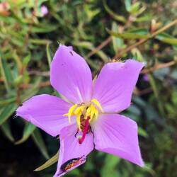 Fleur non identifiée et ses habitants
