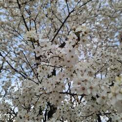 Die Bäume blühen alle