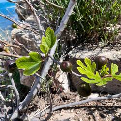 Feigen und schon mit so dicken Früchten