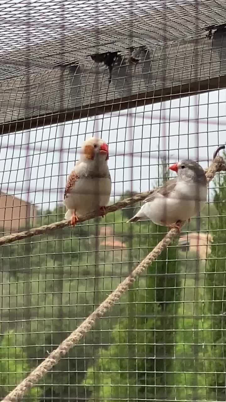 Frühlingsgefühl in der Voliere