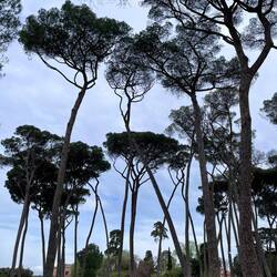 I love these Italian pine trees