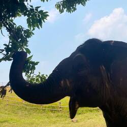 Moments later she came to scratch herself at the spot on the tree where I was leaning 😳