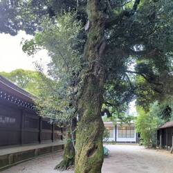 Der "gewundene" Baum