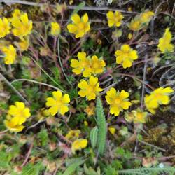 Frühlingsfingerkraut