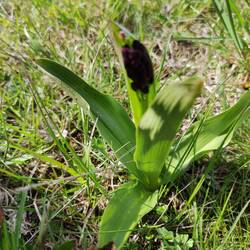 erstes Purpurknabenkraut