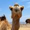 At the camel farm