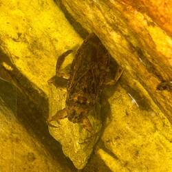 this guy came by surprise, 10-12 cm long