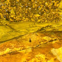 if i am tall, i wanna be a fish