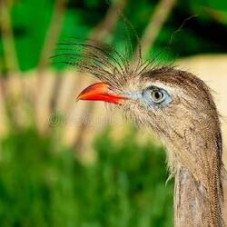 Internet pic: Siriema, cool make-up