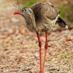 Internet pic: today we saw a Siriema