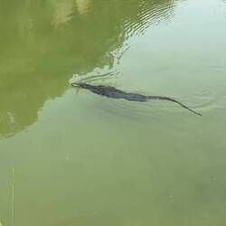 Monitor lizard and snakehead fish swimming in the quarry.