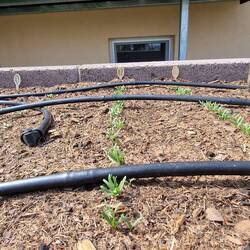 Salate, Radieschen und Spinat sprießen schon!