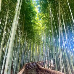 Bamboo Forest