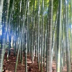 Bamboo Forest