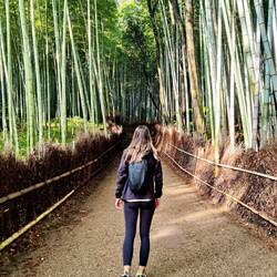 Bamboo Forest