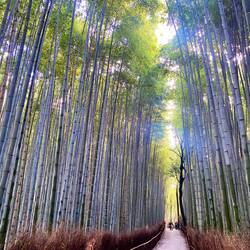 Bamboo Forest