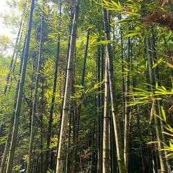 Bamboo Wald
