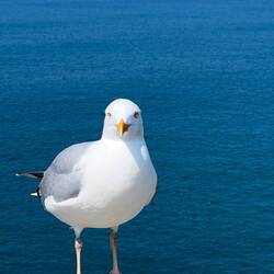 That seagull really wanted our lunch