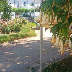 Im Zentrum ein Blumenpark