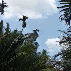 Palmen und Himmel