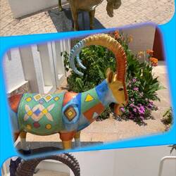 Goats are decorated and the best one wins (sound familiar?)