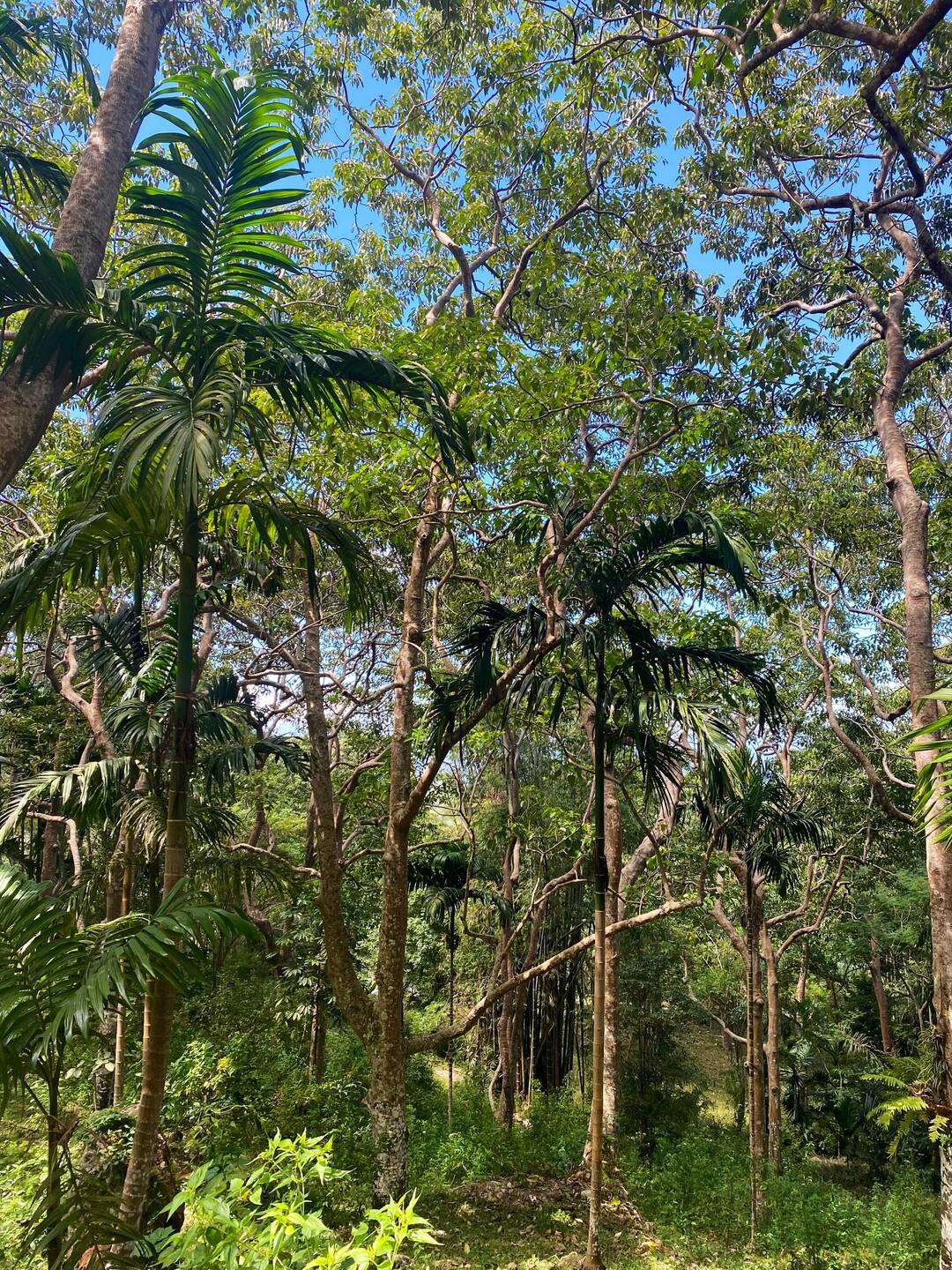 Mitten im Dschungel 😍🌴