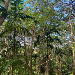 Mitten im Dschungel 😍🌴