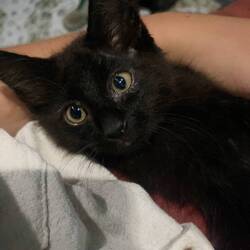 Le plus mimi des bb chats