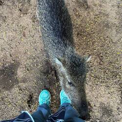 The boar is called Nina Hagen (like the German singer) & is one year old