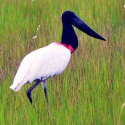 from Internet: Jabiru - the signature animal of the Pantanal