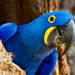 internet pic: a Hyazinth-Ara