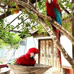 They are wild, but some food is provided, so they come if/when they want