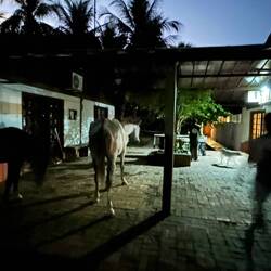 Da steht ein Pferd im Flur