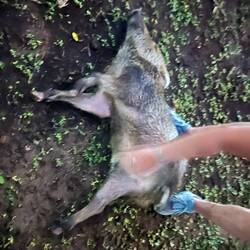 When you grow up with dogs, you like belly rubs